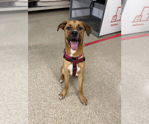 Nugget - Male Labrador Retriever-Rhodesian Ridgeback Mix Dog for Adoption - Photo #12