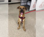 Small #11 Labrador Retriever-Rhodesian Ridgeback Mix