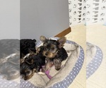 Litter of 4 - Male(s) and Female(s) Yorkshire TerrierLitter of Puppies for Sale - Photo #7