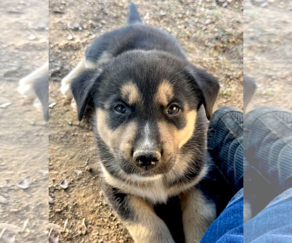 Medium Photo #6 Pyrenees Husky Puppy For Sale in Corona, CA, USA