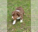 Small Photo #4 Australian Shepherd Puppy For Sale in WEATHERFORD, TX, USA