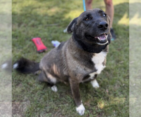 Medium Photo #3 Mutt Puppy For Sale in Yardley, PA, USA