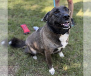 CHASTITY - Female Mutt Dog for Adoption - Photo #3