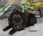 Small Photo #4 Labrador Retriever Puppy For Sale in MANSFIELD, MO, USA