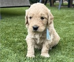 Small Photo #97 Goldendoodle Puppy For Sale in PHOENIX, AZ, USA