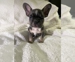 Puppy Morralito French Bulldog