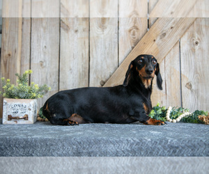 Mother of the Dachshund puppies born on 06/24/2025
