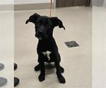 Small American Pit Bull Terrier Mix