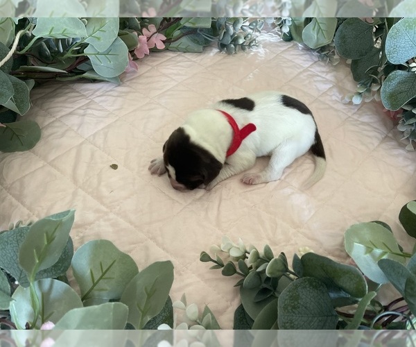 Medium Photo #6 German Shorthaired Pointer Puppy For Sale in AVILLA, IN, USA