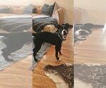 Small #5 American Staffordshire Terrier-Boxer Mix