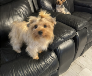 Mother of the Yorkshire Terrier puppies born on 10/22/2025