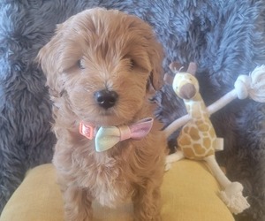 Goldendoodle-Poodle (Toy) Mix Puppy for sale in FORT WAYNE, IN, USA