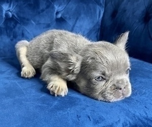 French Bulldog Puppy for sale in MOUNT VERNON, AL, USA