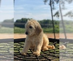 Small Photo #13 Goldendoodle Puppy For Sale in WESTMINSTER, SC, USA