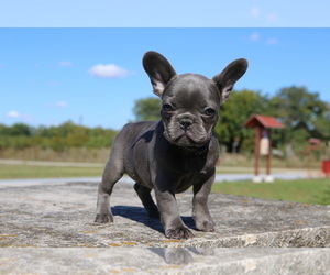 French Bulldog Puppy for sale in ERIAL, NJ, USA