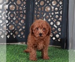 Small #2 Poodle (Miniature)