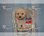 Small Photo #10 Poodle (Toy) Puppy For Sale in SANGER, TX, USA