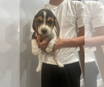 Puppy 0 Beagle