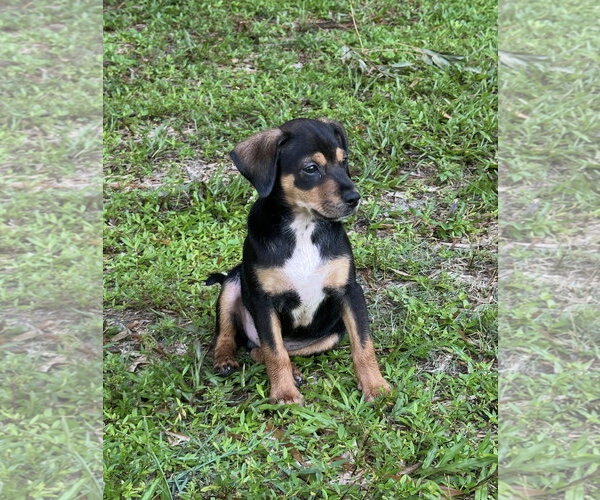 Medium Photo #5 Dachshund-Unknown Mix Puppy For Sale in Royal Palm Beach, FL, USA