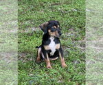 Small #4 Dachshund Mix