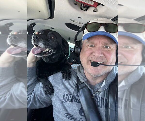 Medium Photo #8 Labbe Puppy For Sale in Shermans Dale, PA, USA