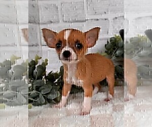 Chihuahua Puppy for sale in FT LAUDERDALE, FL, USA