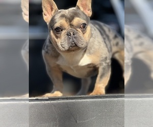 Father of the French Bulldog puppies born on 06/02/2025