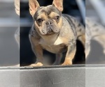 Small Photo #1 French Bulldog Puppy For Sale in GREENVILLE, SC, USA