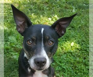 Boston Terrier-Unknown Mix Dogs for adoption in Pittstown, NJ, USA