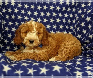Cock-A-Poo-Poodle (Miniature) Mix Puppy for sale in KIRKWOOD, PA, USA