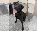 Small #3 Labrador Retriever Mix