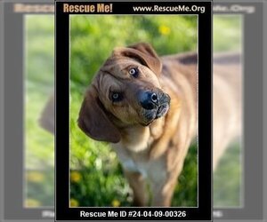 Labrador Retriever-Redbone Coonhound Mix Dogs for adoption in Benton, PA, USA