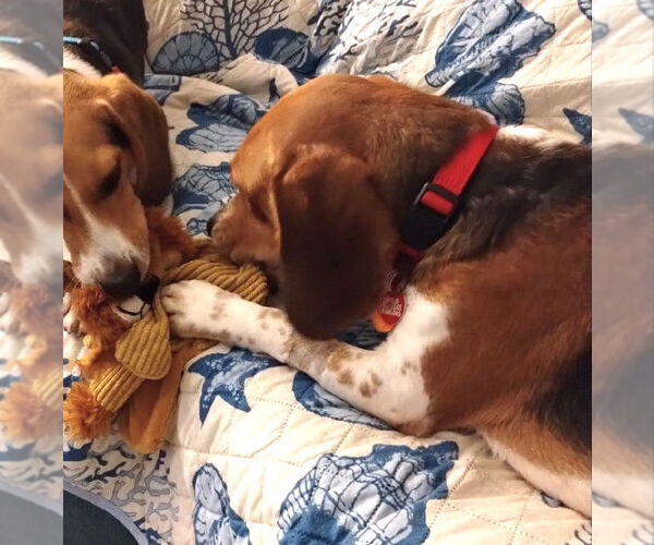 Medium Photo #12 Beagle Puppy For Sale in Dunnellon, FL, USA