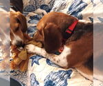 Small #11 Beagle