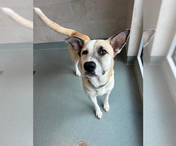 Medium Photo #2 Labrador Retriever Puppy For Sale in Baytown, TX, USA