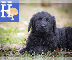 Labradoodle Puppy for sale in ELLENBORO, NC, USA