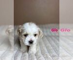 Puppy Glo Maltipoo-Shih Tzu Mix