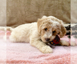 Small Photo #3 Goldendoodle Puppy For Sale in ROY, UT, USA