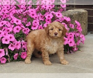 Aussiedoodle Miniature  Puppy for sale in FREDERICKSBURG, OH, USA