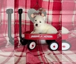 Puppy 2 Siberian Husky