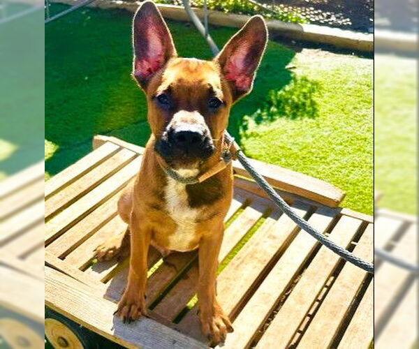 Medium Photo #1 French Bulldog-Unknown Mix Puppy For Sale in Fallbrook, CA, USA