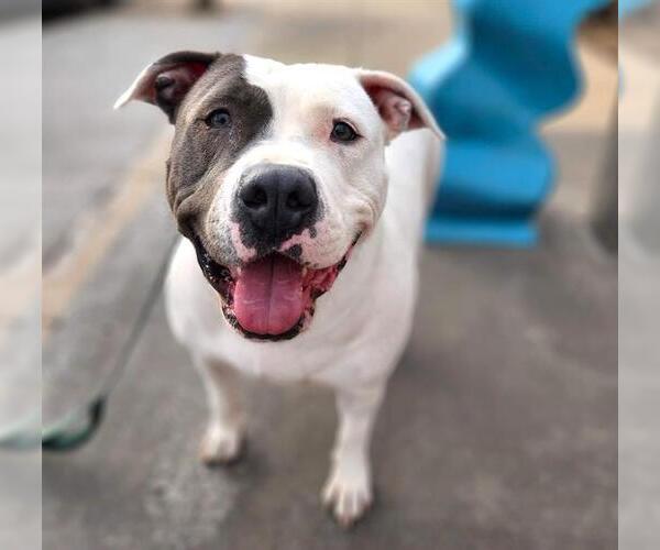 Medium Photo #1 American Pit Bull Terrier-Unknown Mix Puppy For Sale in Minneapolis, MN, USA