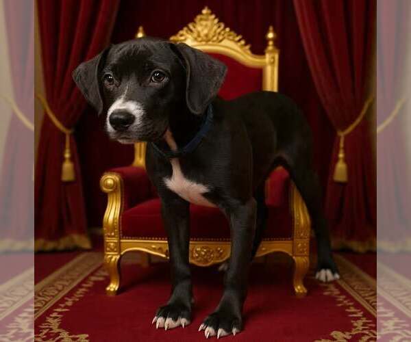 Medium Photo #5 Bulldog-Unknown Mix Puppy For Sale in Talladega, AL, USA