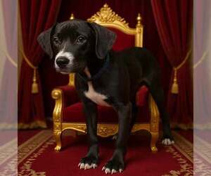 Prince 26/611 - Male Bulldog-Unknown Mix Dog for Adoption - Photo #5