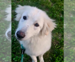 Small #1 Great Pyrenees Mix