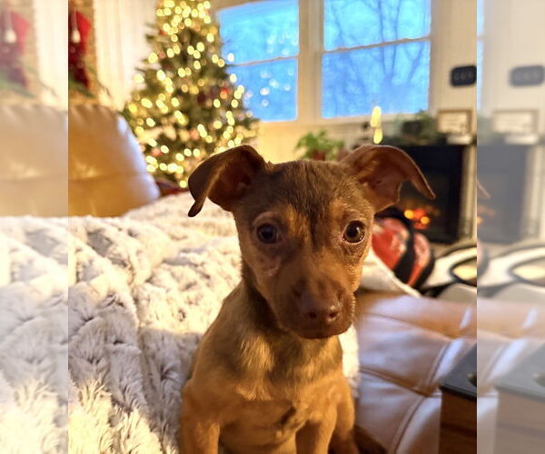 Medium Photo #4 Chiweenie Puppy For Sale in Plymouth, MN, USA