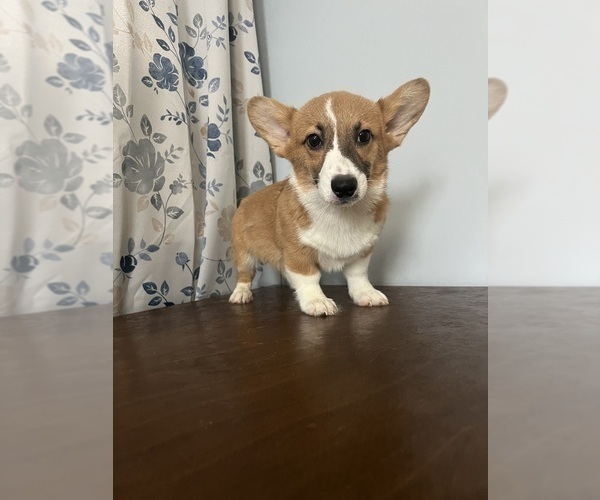 Medium Photo #32 Pembroke Welsh Corgi Puppy For Sale in DURHAM, CT, USA