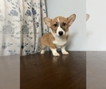 Small #31 Pembroke Welsh Corgi