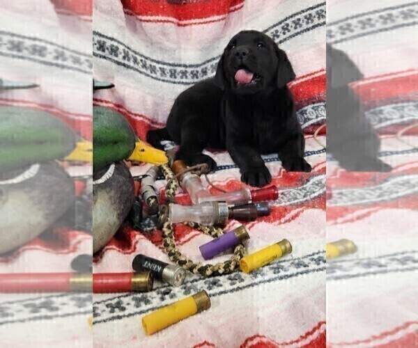 Medium Photo #46 Labrador Retriever Puppy For Sale in MERIDEN, KS, USA