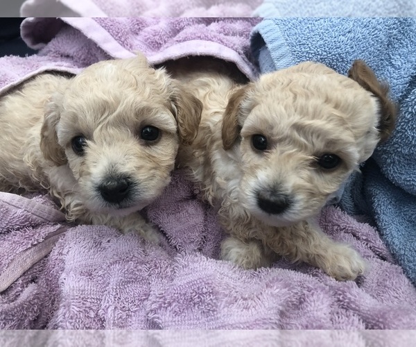 Medium Photo #8 Poodle (Toy) Puppy For Sale in ROHNERT PARK, CA, USA